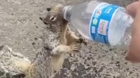 THIRSTY SQUIRREL ASKS HUMAN FOR A DRINK OF WATER