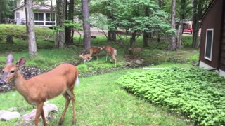 Friends in the Yard