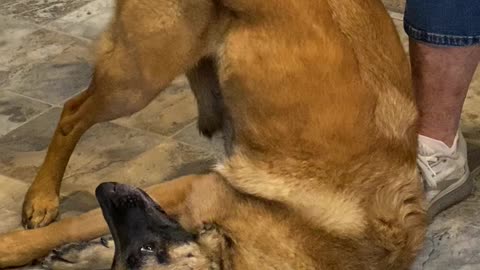 Doggy Seriously Enjoying Scratches