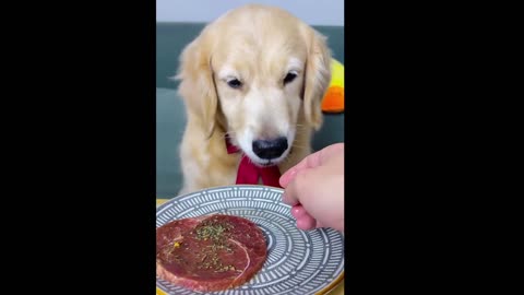 Dog eating food funny and cute animals dog video