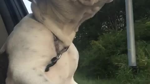 Dog sticks head out of car window