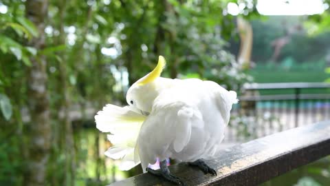 White parrot