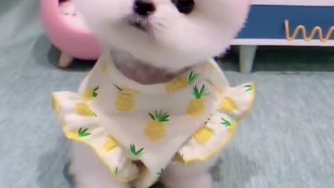 #omg why its so small|#funny dog#cute