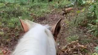 Horses communicate with their ears