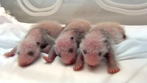 World's only panda triplets alive and kicking