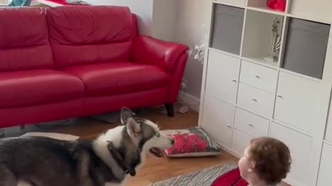 Baby and Dogs Having FUN