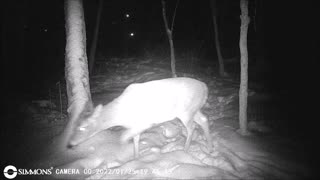 Backyard Trail Cam - Yearling Deer Hanging out at Frog Pond