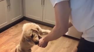 Golden Retriever hilariously "dances" with his owner