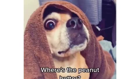 How to Wash your Dog using the peanut butter trick