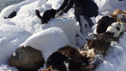 Compasiva mujer alimenta a una gran cantidad de gatos salvajes