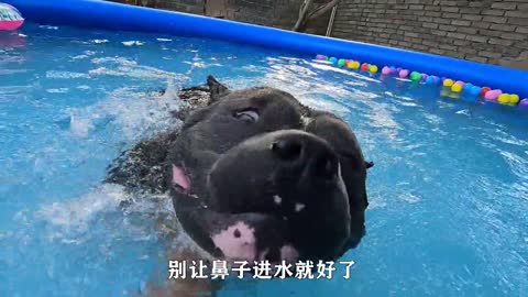 The dog learns to swim 4