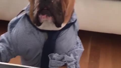 Brown dog dress shirt tie working on laptop