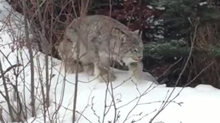 Esta es una de las filmaciones más cercanas de un amigable lince captadas en cámara