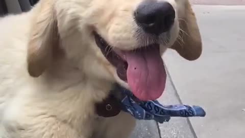 Adorable cachorrito adora pasear en auto