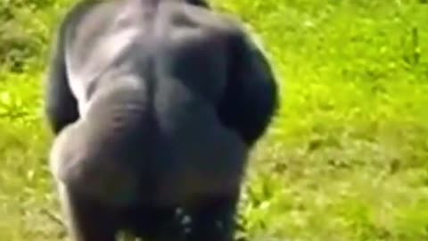 Wild Gorilla throw his friend