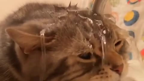 Let's take a look at how this stupid cat drinks water