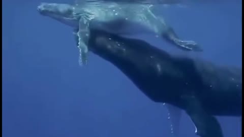 The mother pushed the baby whale out of the water to play