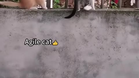 Cute Funny Cat's viral Video #animal #funny #short