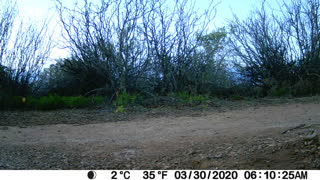 Greater Roadrunner