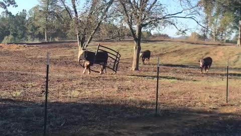 Cow Without a Care Stuck in Hay Ring