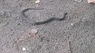 Encuentran serpiente en playas de Castillogrande