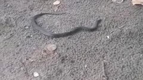 Encuentran serpiente en playas de Castillogrande