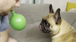 French Bulldog Loves Playing with Balloon