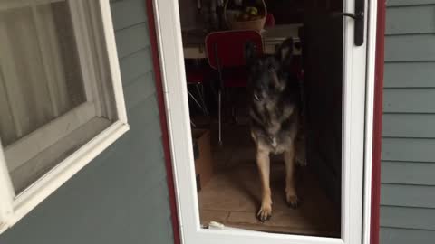 German Shepherd Won't Go Through Closed Door Missing Its Screen