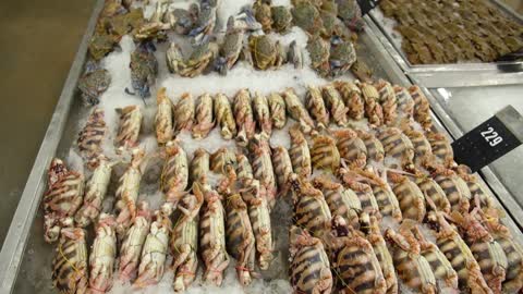 Horseshoe Crabs on Ice in Seafood Market