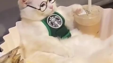 Funny cute animal video