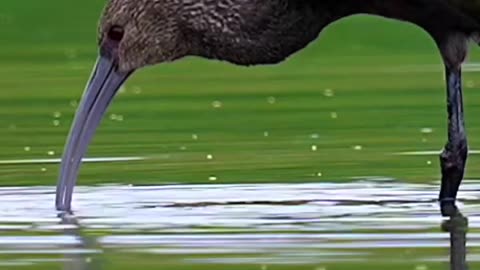 How white faced ibis searching for tiny bugs in the pond.