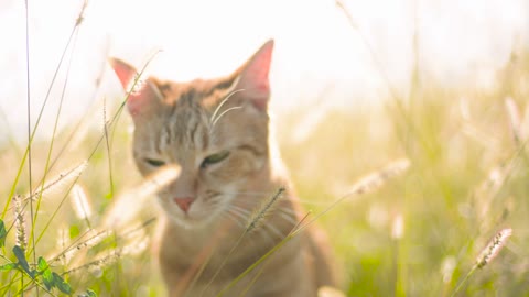 cat in the sunfeild