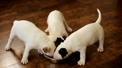 Cute puppy's eating,,