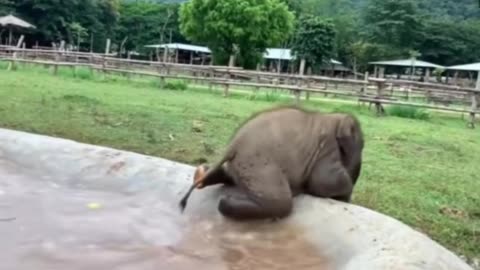 Elephants are so funny.😂😂😂#fyp #tiktok #elephant