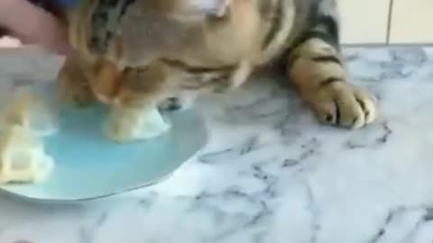 Funny Cat Videos of 2023/🤣🤣Cat Video Funny#shorts #funny #cats #shortvideo