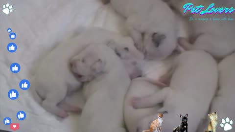 Dalmatian Puppies from Birth to 2 Months of Age