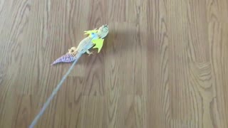 Gecko Dresses Up as Dragon