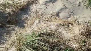 Pixel 5 Professional Beach Camera Footage