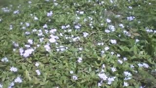 Little flowers in the grass, they are beautiful, they look magical [Nature & Animals]