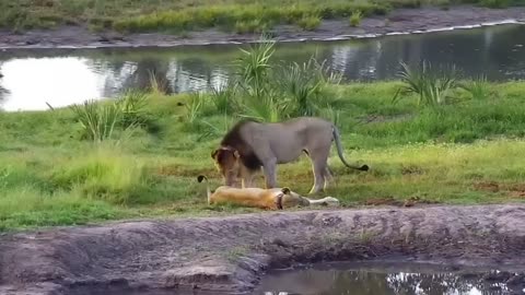Male lion catches lioness with his brother