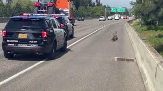 Geese Family Given Police Escort On Busy Mway In Oregon 03