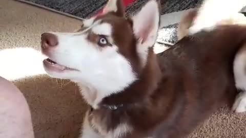 Stubborn Husky Dog Videos 😁😇 Best Funny Animal Videos 2022 😺 Funny Dog Videos 2022 😁