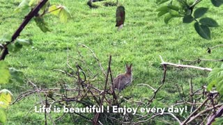 Irish Countryside Life