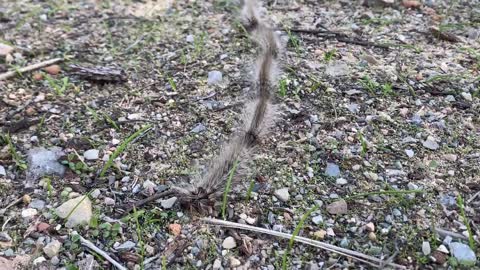 Caterpillar Procession Passes Over Track