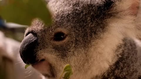 koala found eating leafes