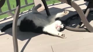 Black and white cat lounges under glass table