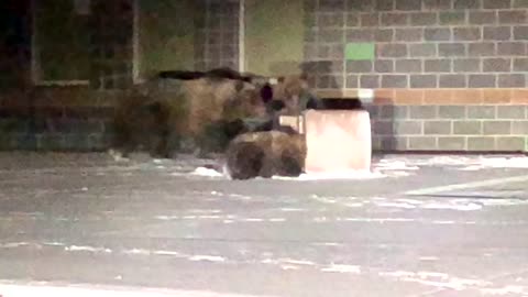 Brown Bears in the City