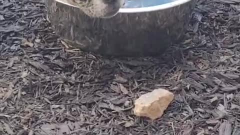 Summer is here, it's so hot, how comfortable is it to hide in my pool