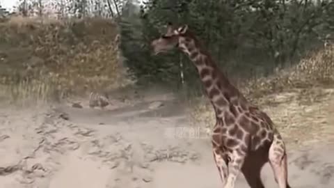 Tiger attack on zebra 🦓🦓