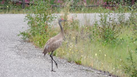 A Beautiful Sandhill Crane is walking on the road in Fairbanks, Alaska in August, 2021